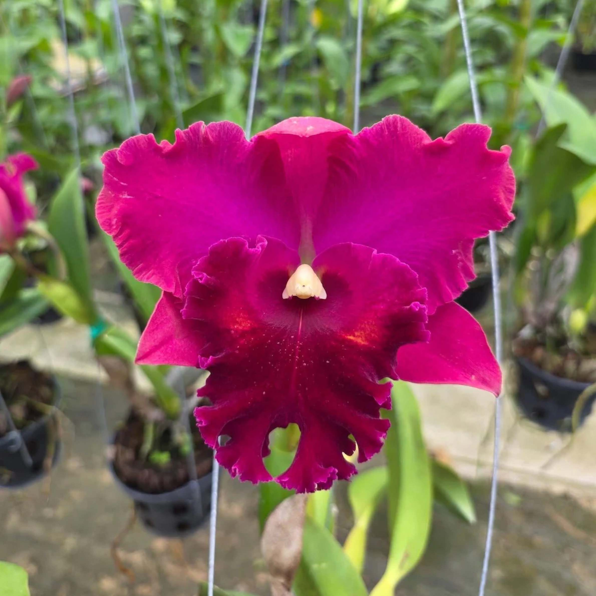 Hybrid Cattleya Orchid – Multi-colored, In Bloom
