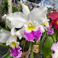 Hybrid Cattleya Orchid – Multi-colored, In Bloom