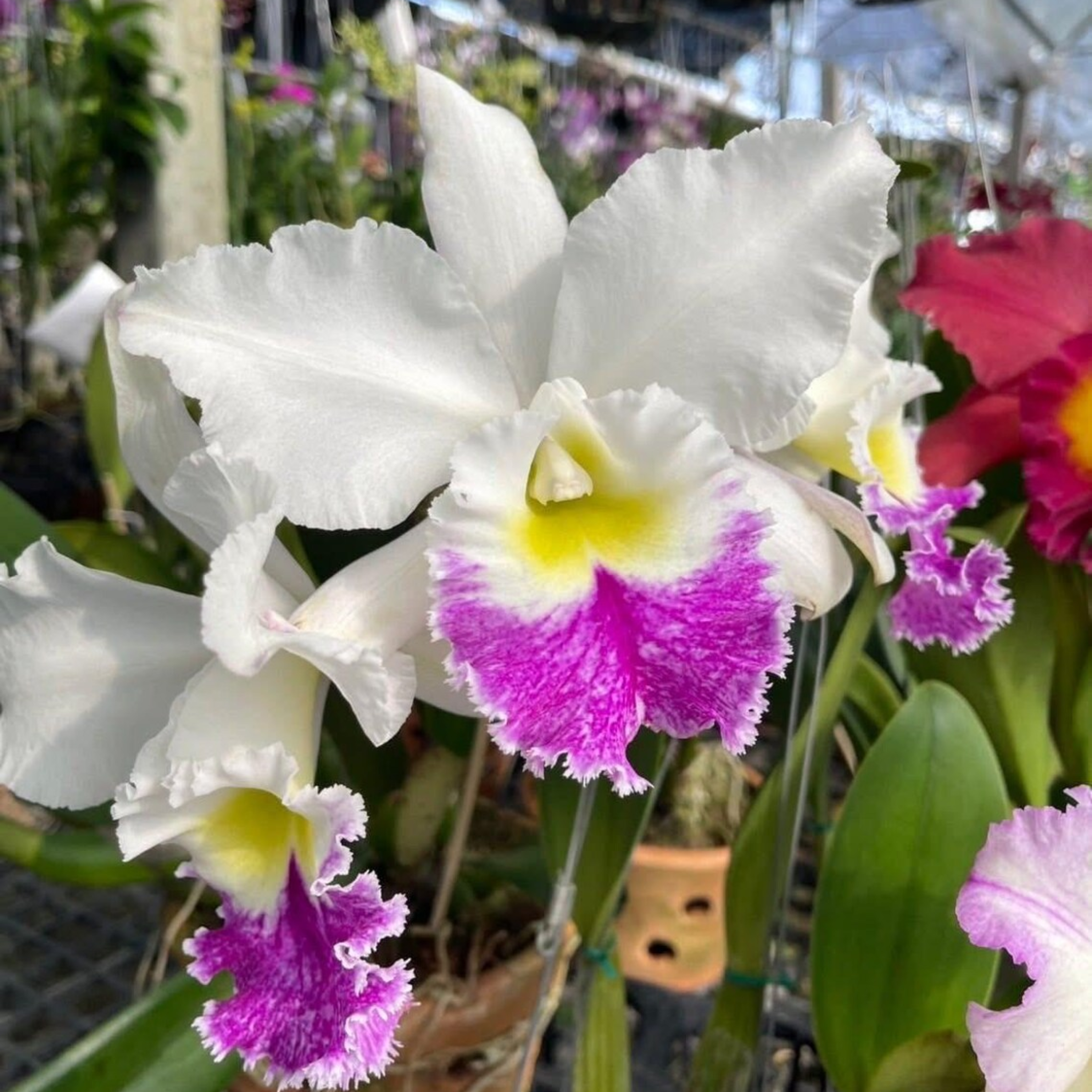 Hybrid Cattleya Orchid – Multi-colored, In Bloom