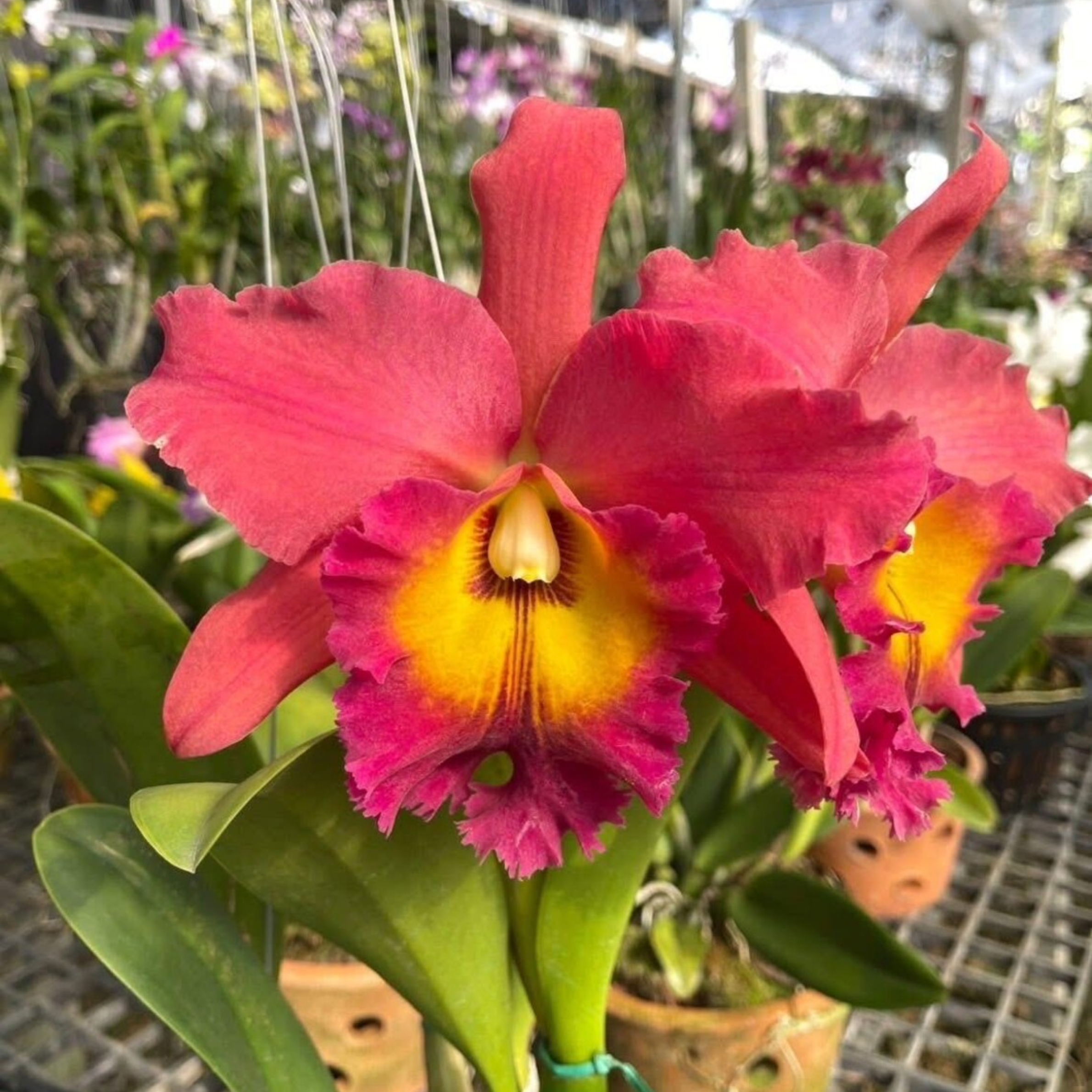Hybrid Cattleya Orchid – Multi-colored, In Bloom