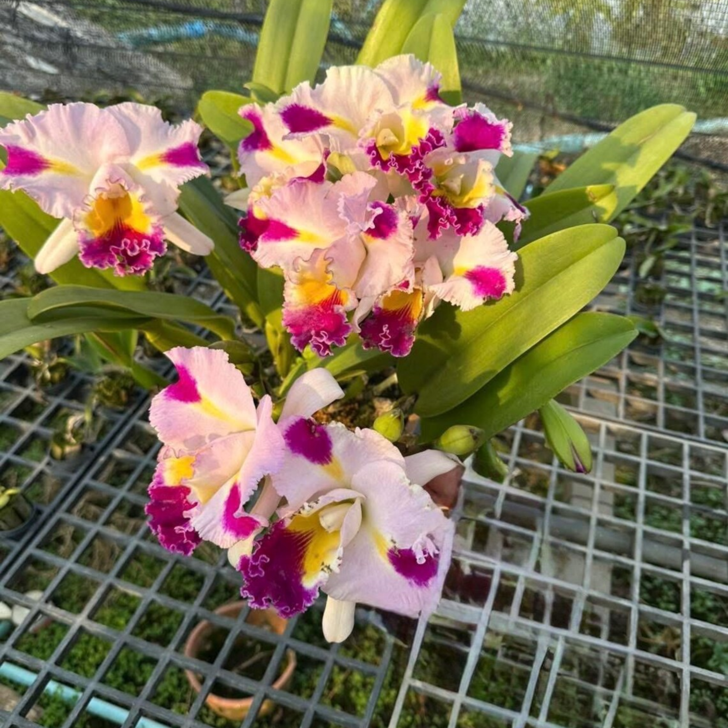 Hybrid Cattleya Orchid – Multi-colored, In Bloom