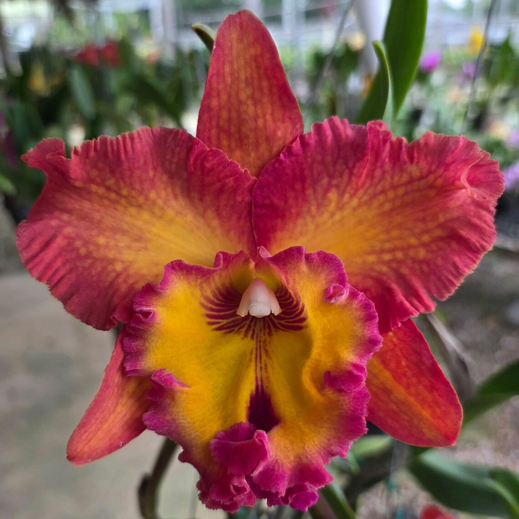 Hybrid Cattleya Orchid – Multi-colored, In Bloom