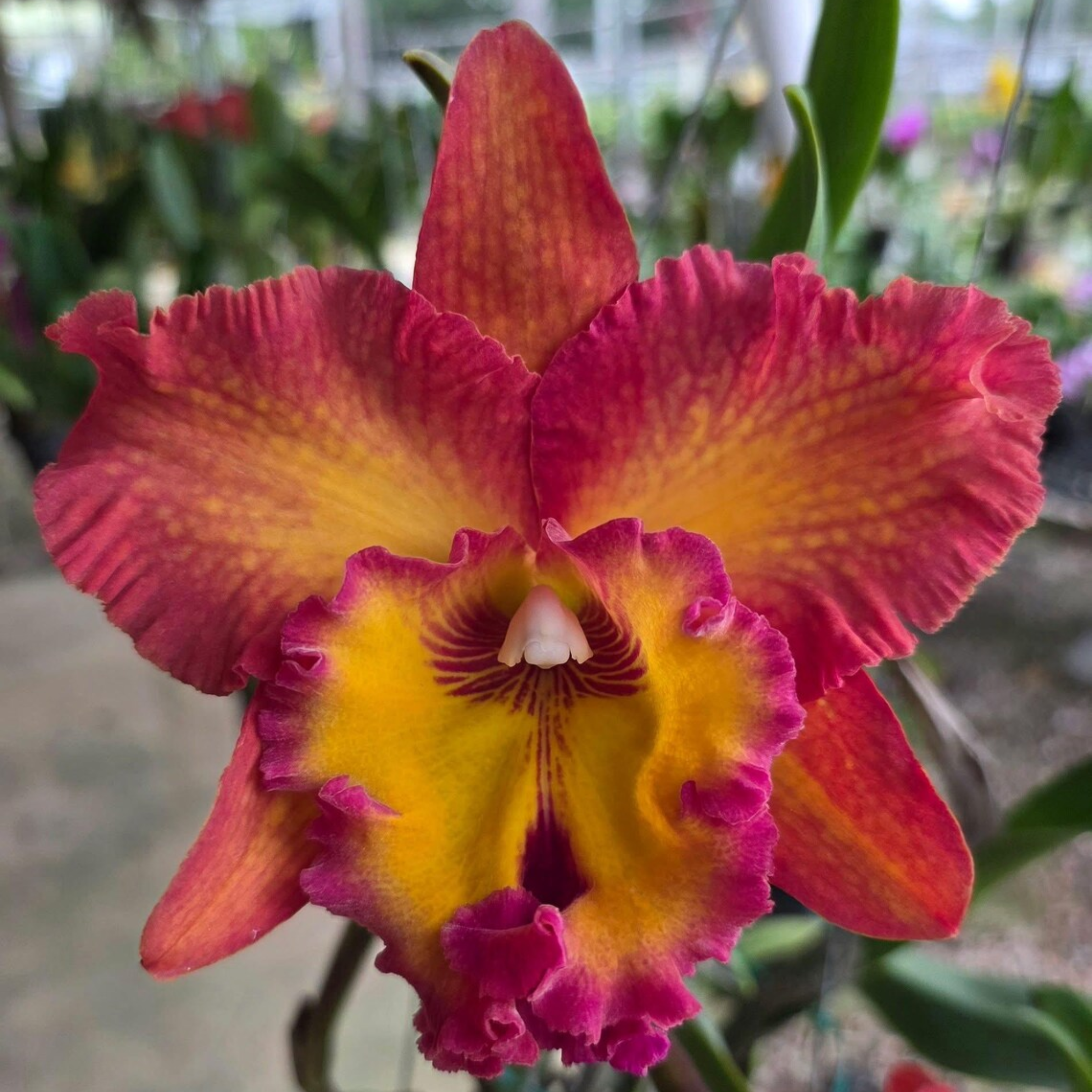 Hybrid Cattleya Orchid – Multi-colored, In Bloom