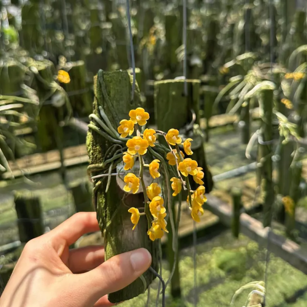 Chiloschista Viridiflora