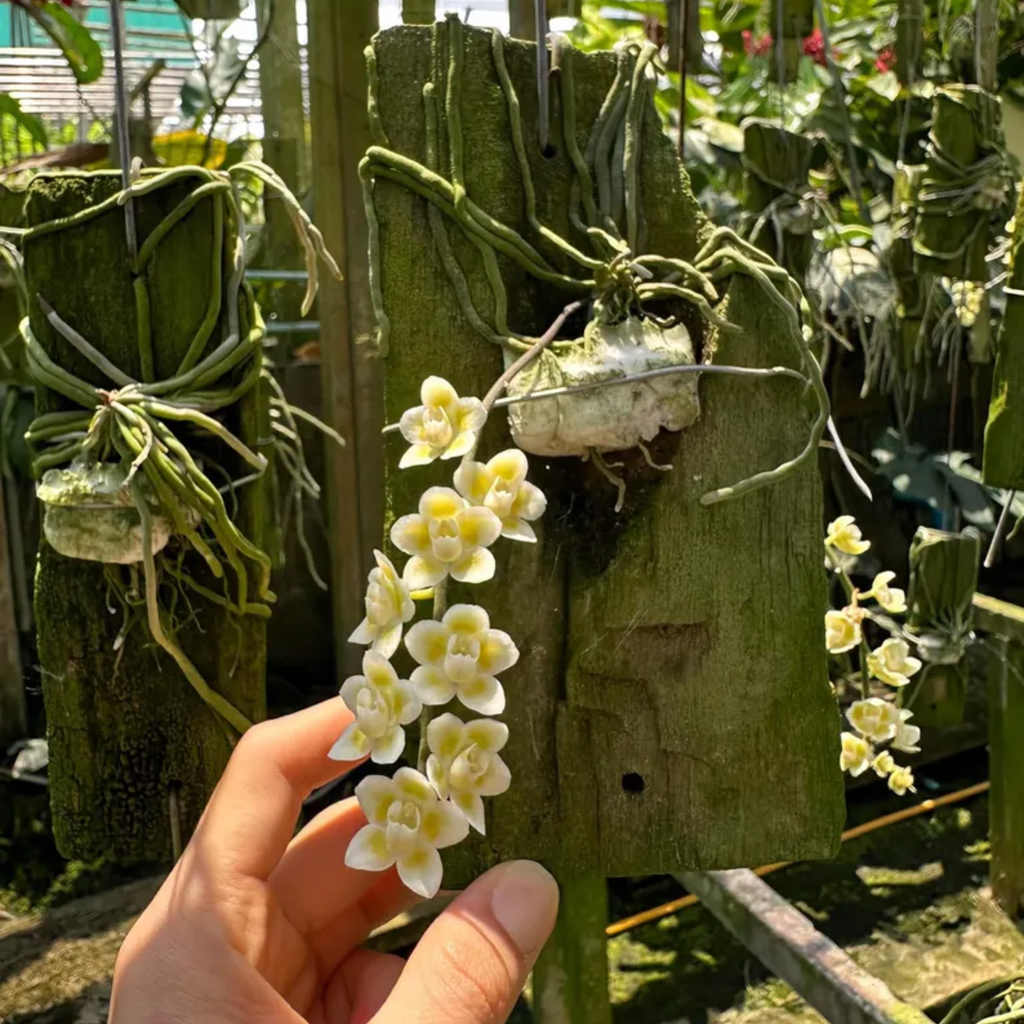 Chiloschista Viridiflora