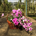 Dendrobium Orchid Seedling