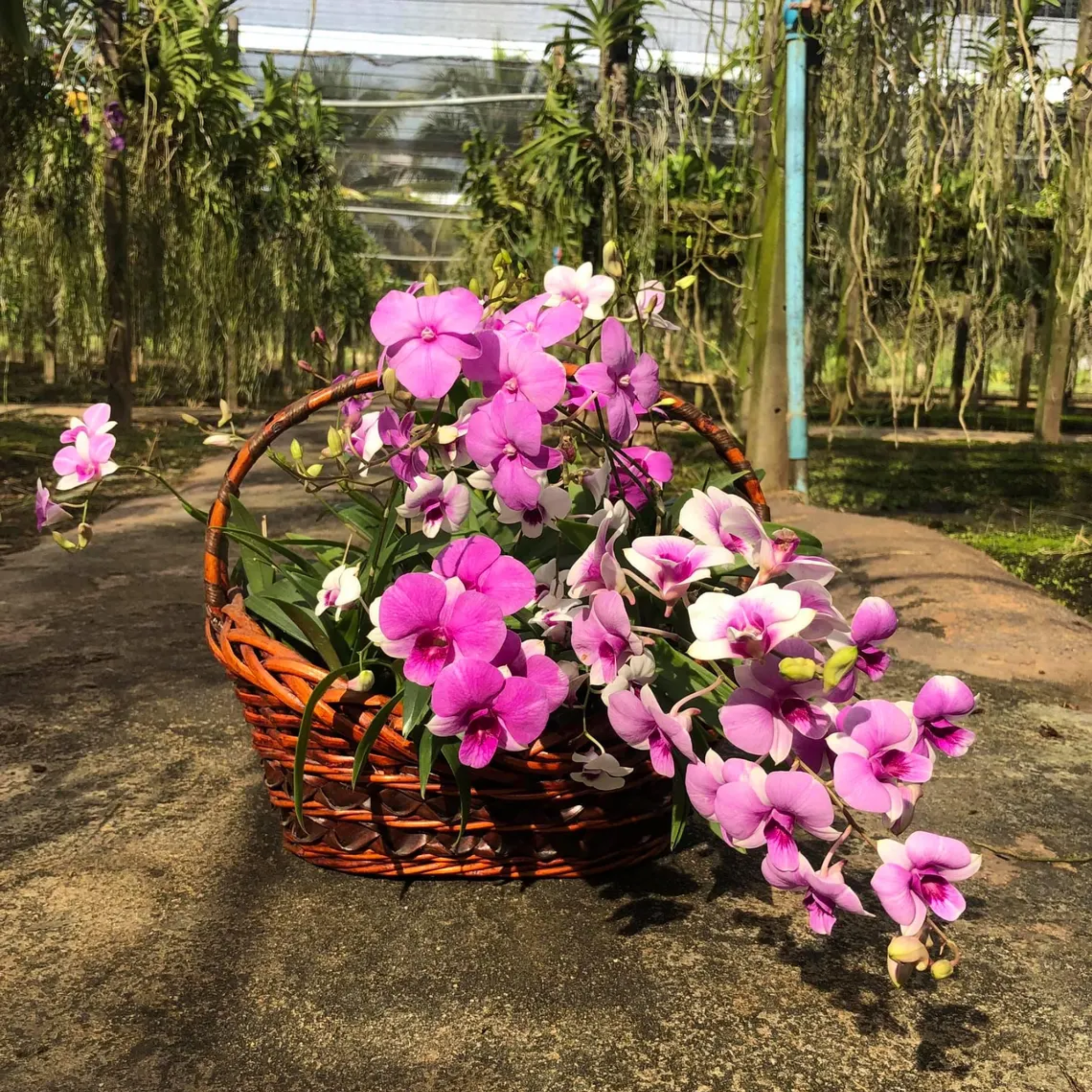 Dendrobium Orchid Seedling