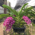 Set of 3 Rhynchostylis Gigantea Orchid Seedlings