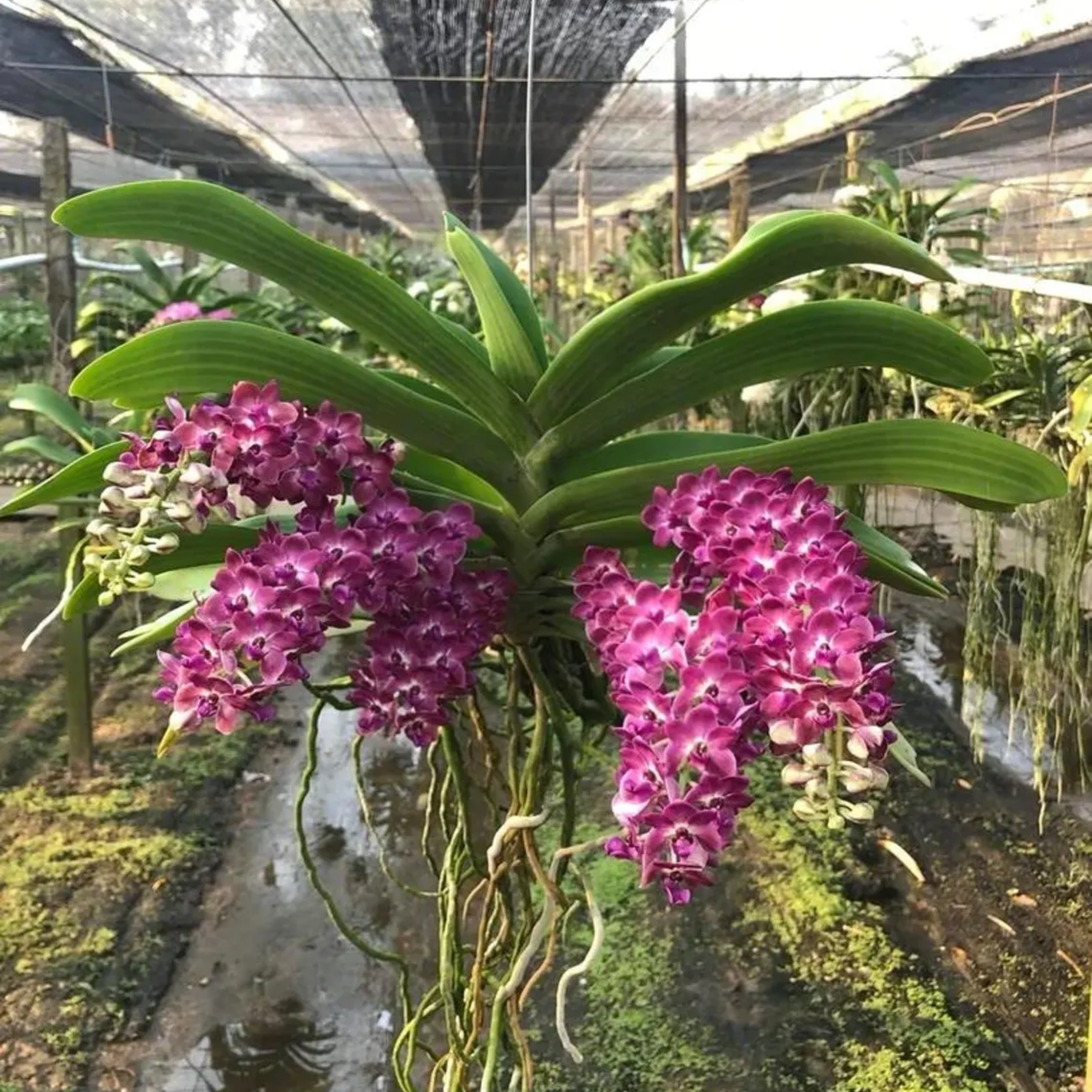 Set of 3 Rhynchostylis Gigantea Orchid Seedlings