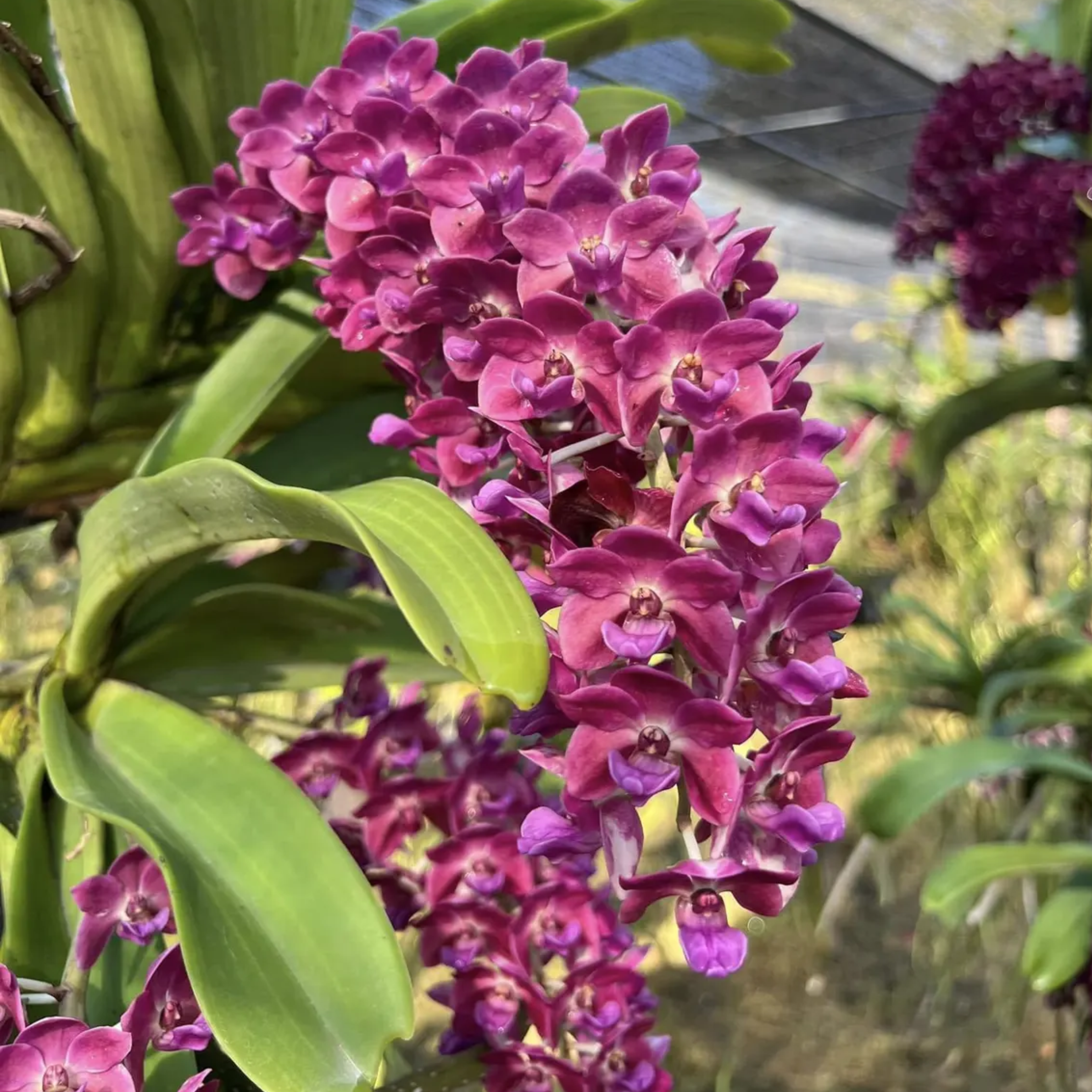Set of 3 Rhynchostylis Gigantea Orchid Seedlings