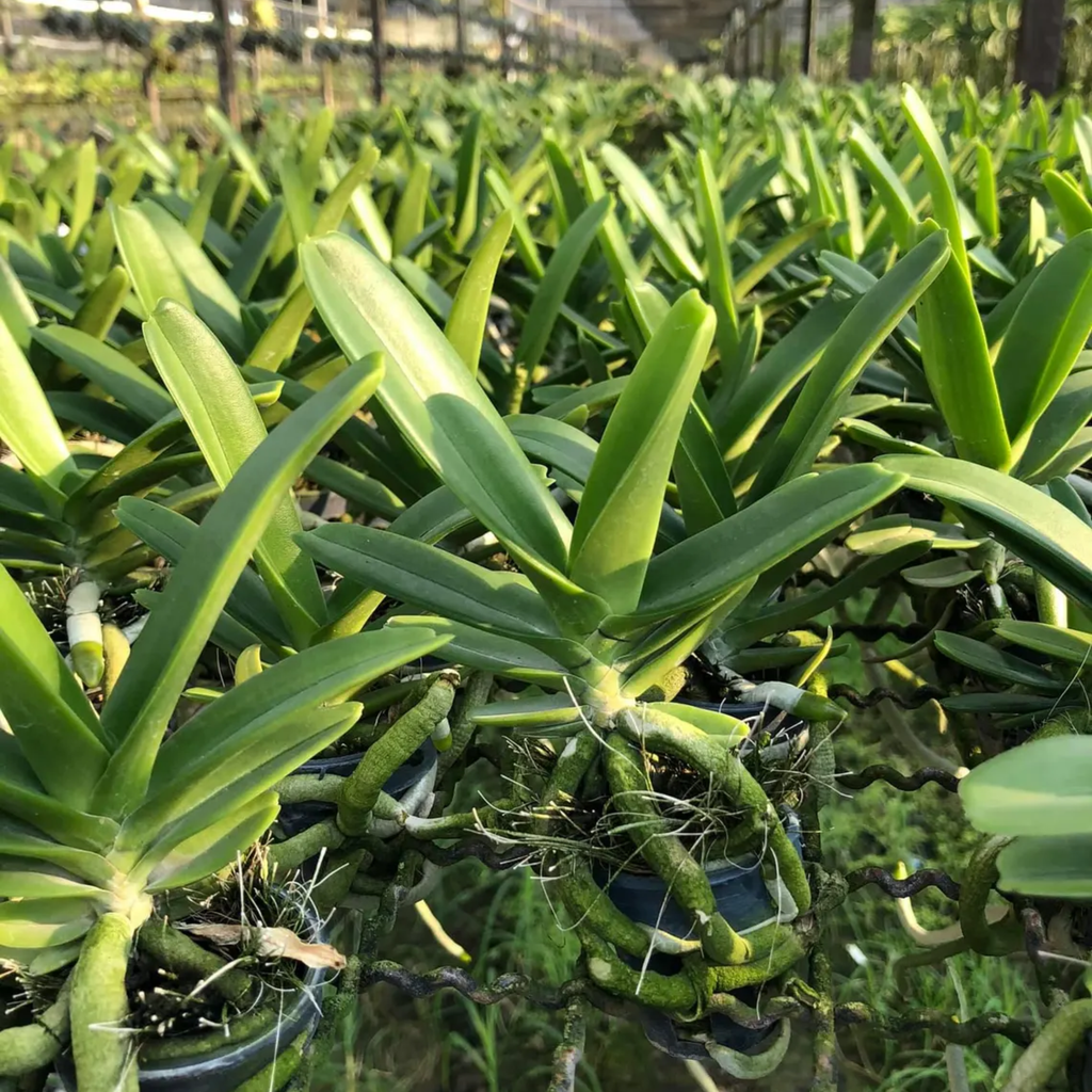 Set of 3 Rhynchostylis Gigantea Orchid Seedlings