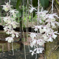 Den. aphyllum “Silk Orchid”