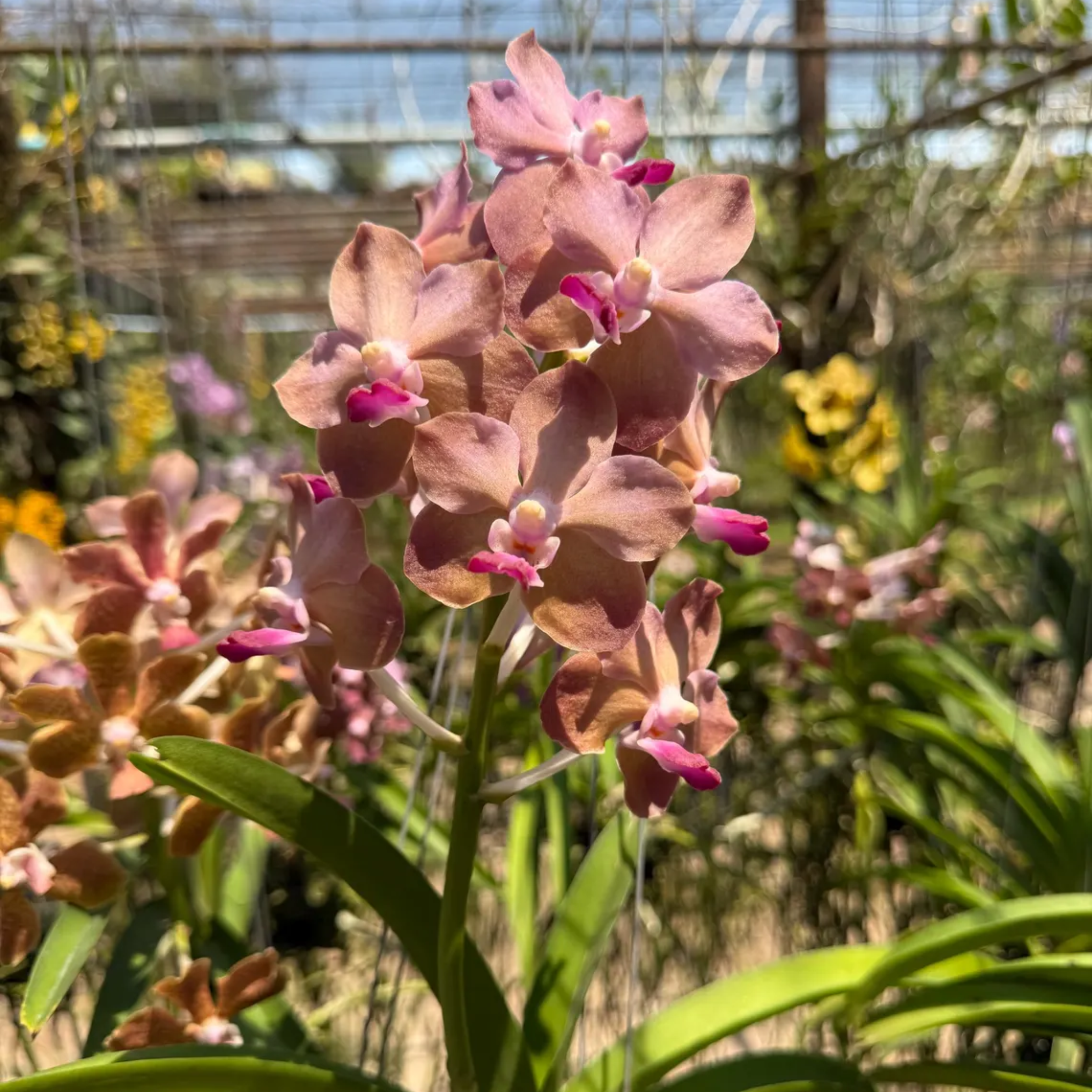 Fragrant Pastel Vanda "Lamellata" Orchid