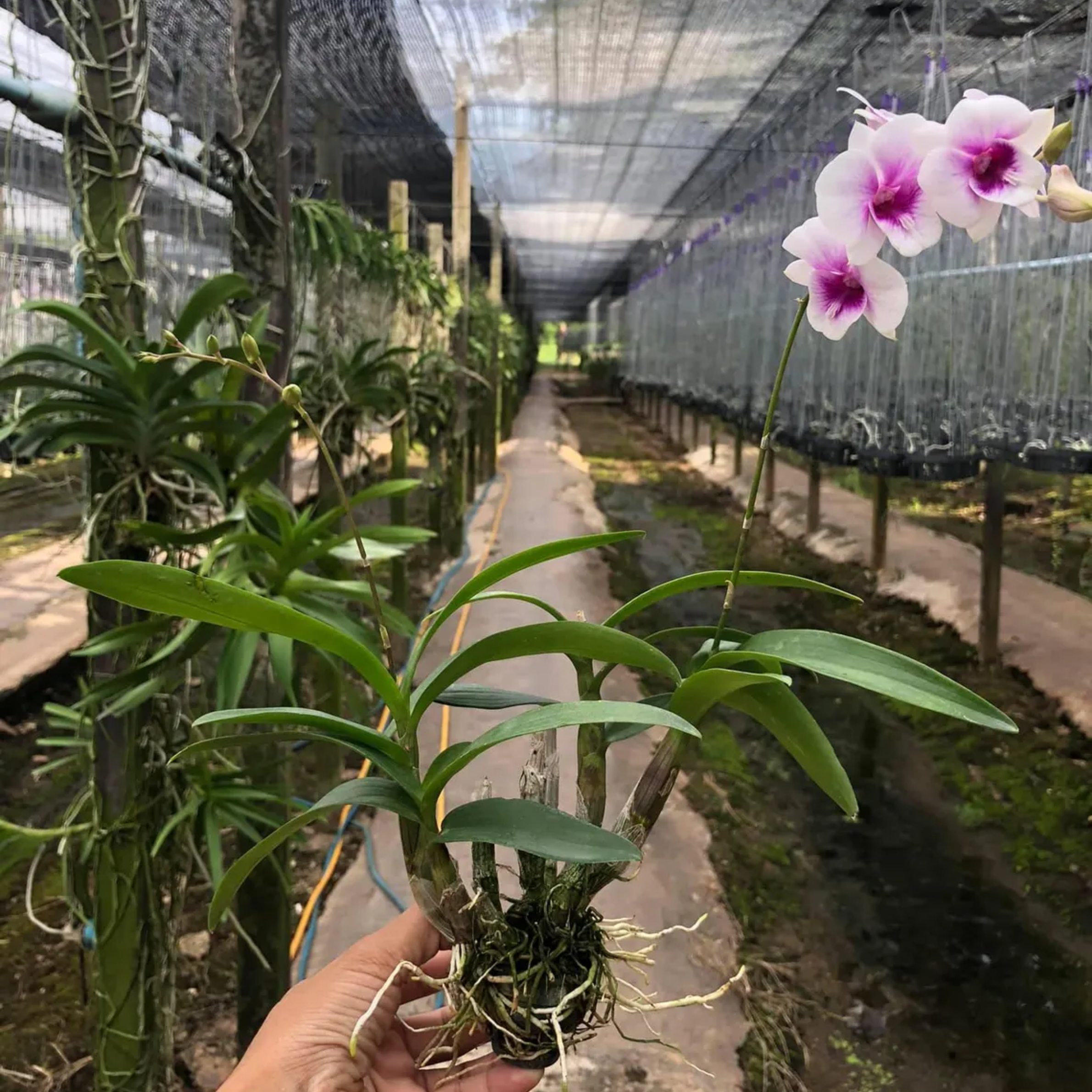 Dendrobium Orchid Seedling