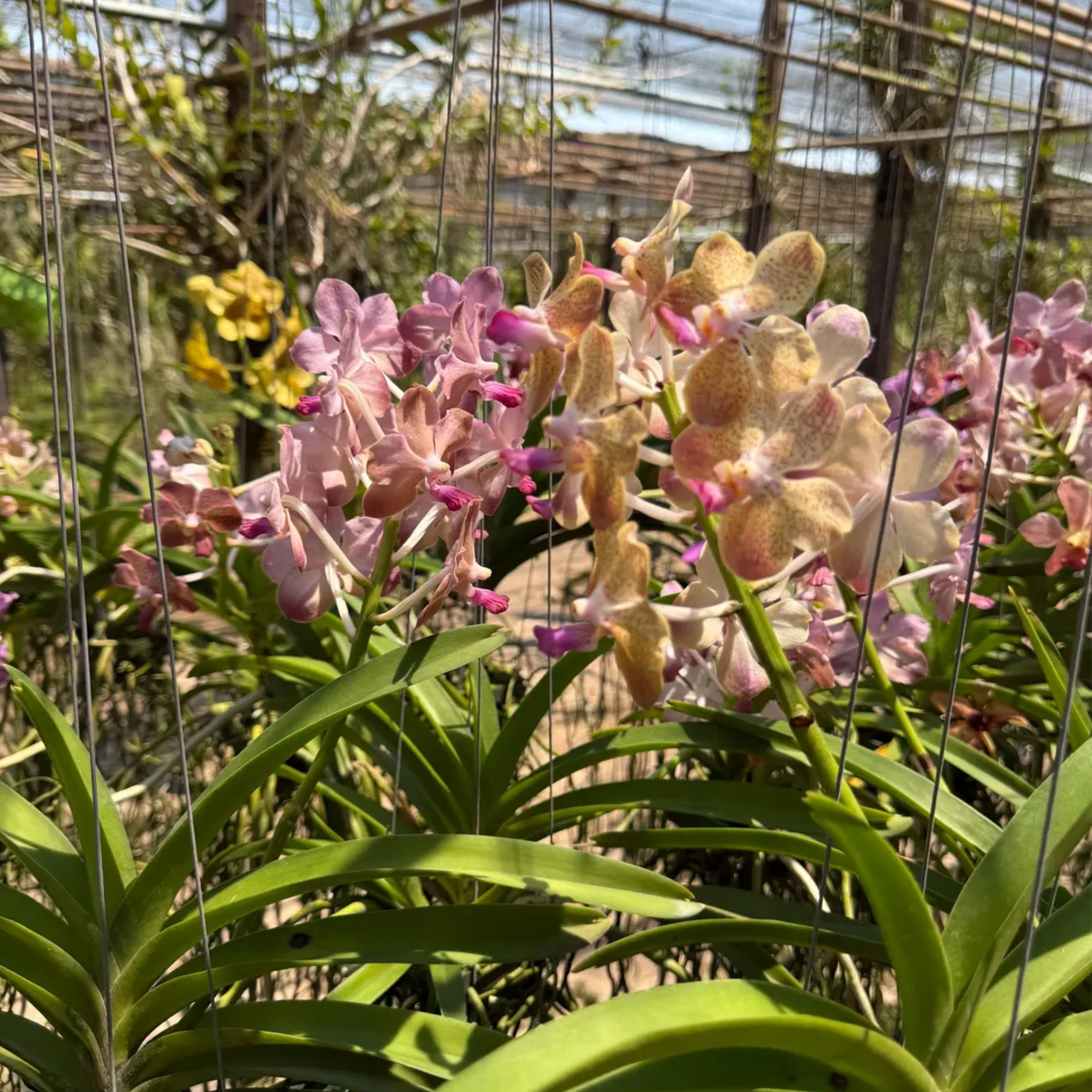 Fragrant Pastel Vanda "Lamellata" Orchid