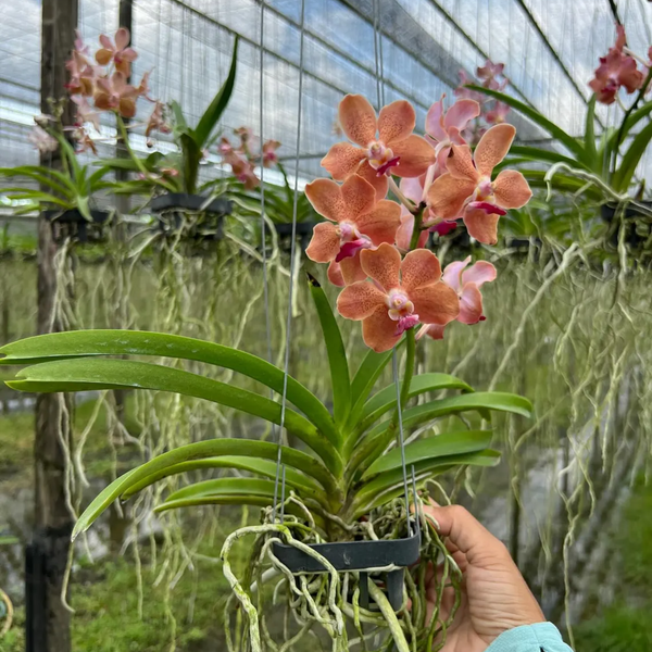 Fragrant Pastel Vanda "Lamellata" Orchid