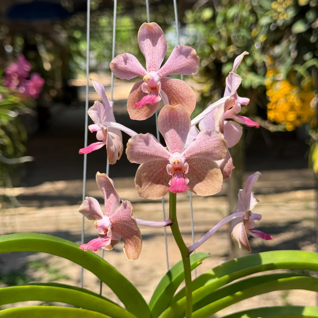 Fragrant Pastel Vanda "Lamellata" Orchid
