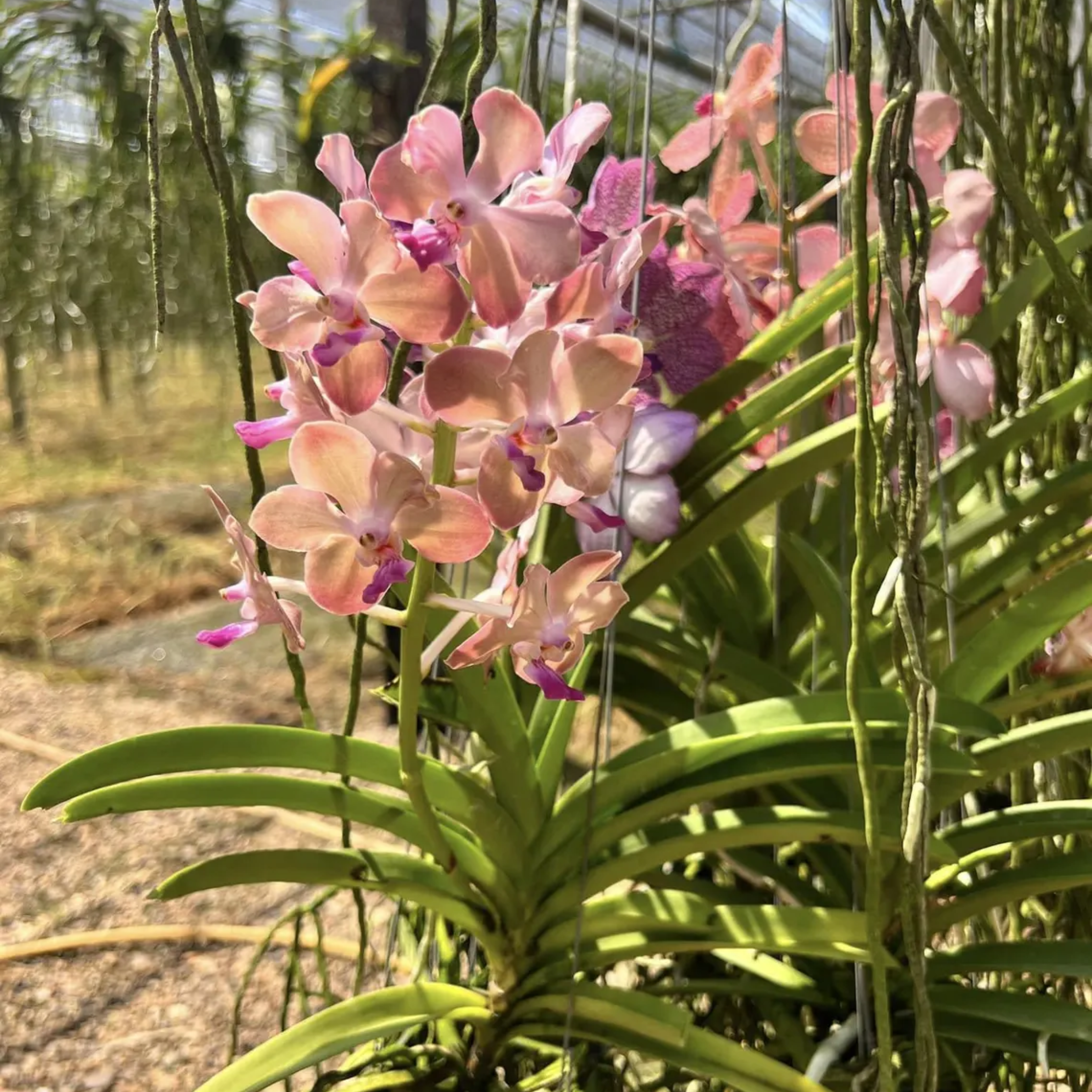Fragrant Pastel Vanda "Lamellata" Orchid