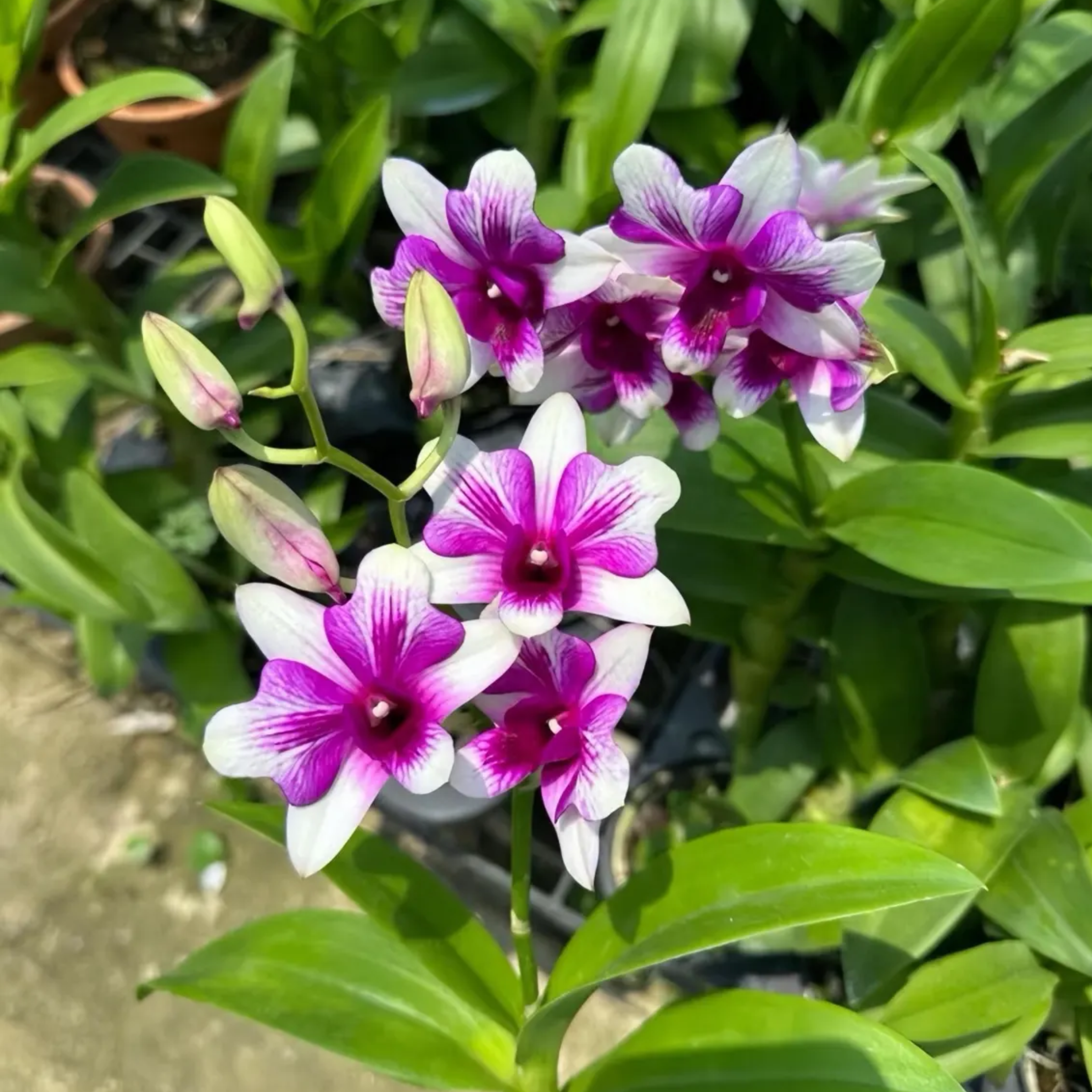 Dendrobium Butterfly Angel Orchid