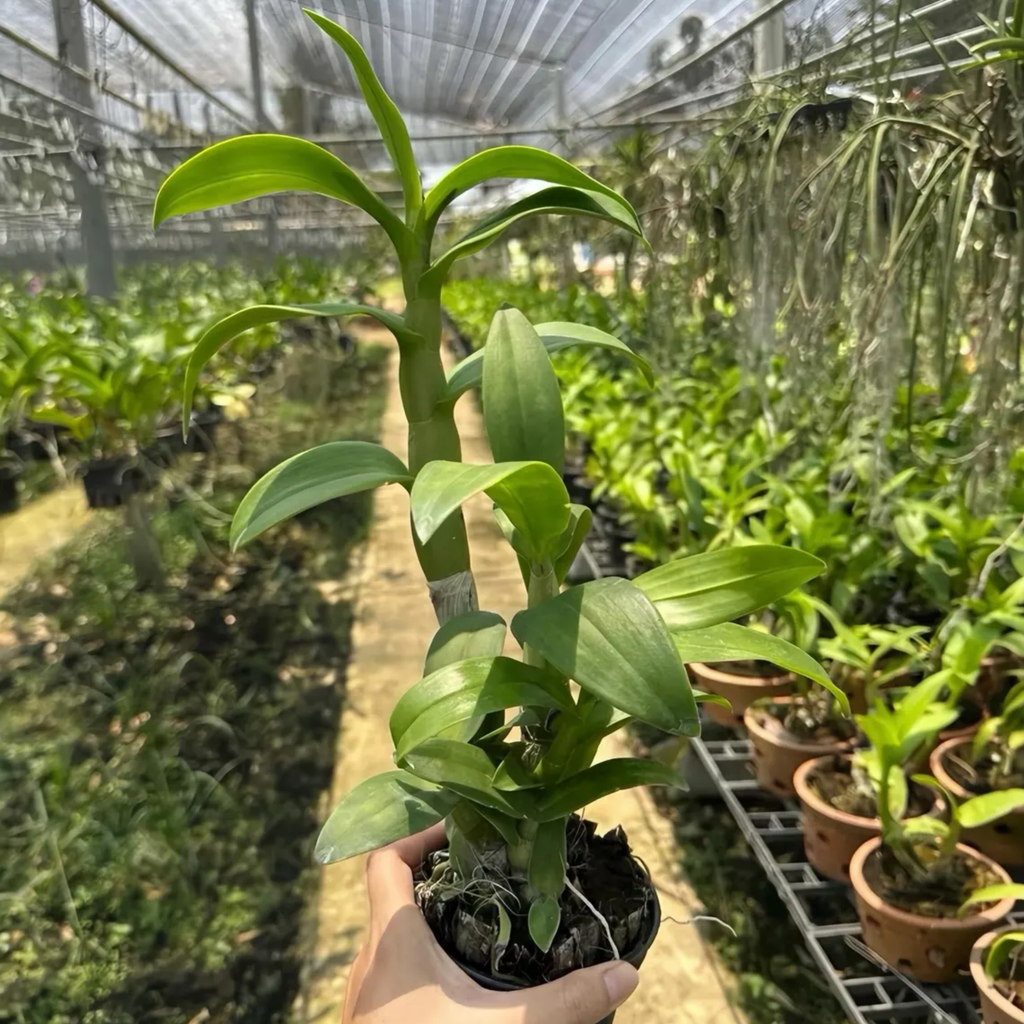 Dendrobium Butterfly Angel Orchid