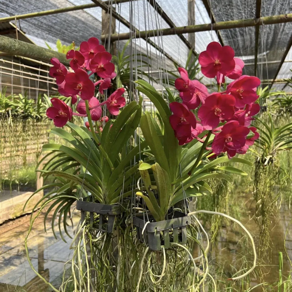Vanda Saint Valentine Orchid