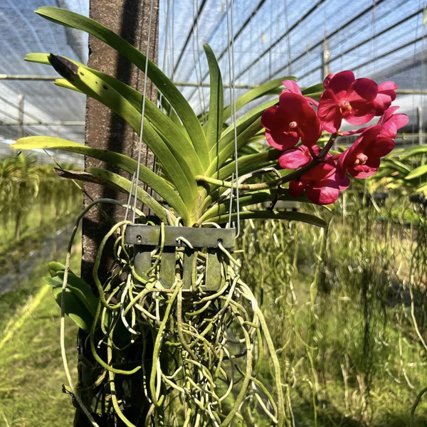 Vanda Saint Valentine Orchid
