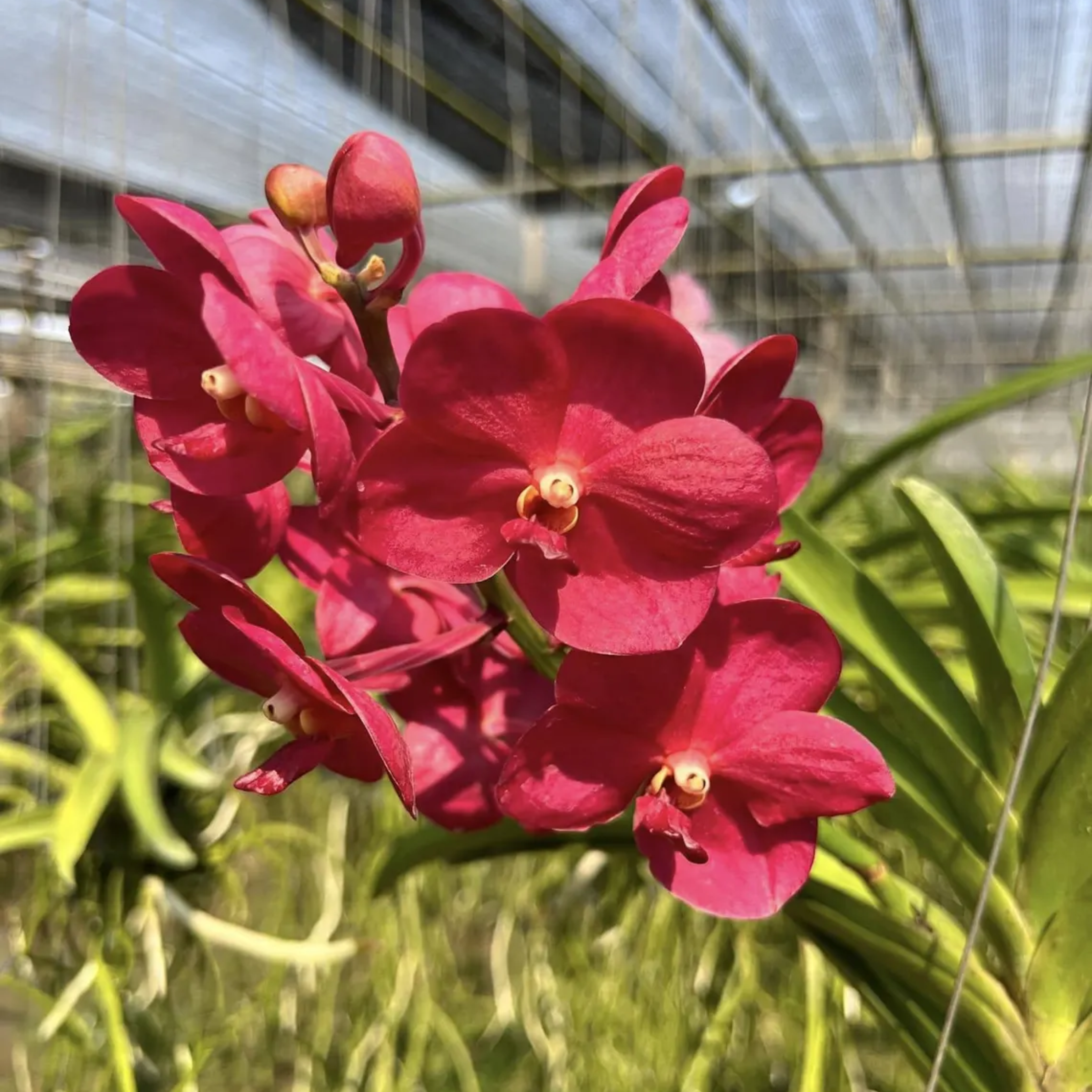 Vanda Saint Valentine Orchid